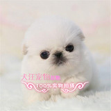 w2出售纯种北京京巴幼犬赛级宫廷犬超可爱长不大雪白的宠物狗狗