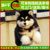 纯种阿拉斯加犬 幼犬出售 巨型雪橇犬 家养赛级血统 十字宠物狗05
