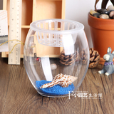 鹅蛋大号玻璃花瓶 透明简约玻璃 水培花卉植物绿萝红掌观音竹花瓶