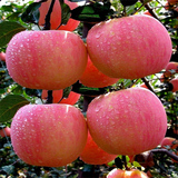 大连苹果红富士水果新鲜冰糖心东北平果纯天然有机苹果85#5斤包邮