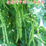 四季播种矮生四季豆种子 豇豆 地豆角 盆栽阳台 蔬菜种子梅豆种子