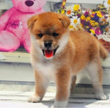 宠物狗 日本 柴犬 小型犬 短毛活体幼犬日本狗支付宝纯种签协议37