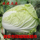 冰冰点点 新鲜蔬菜 大白菜 爽口白菜 3斤/颗 西安市同城网络超市