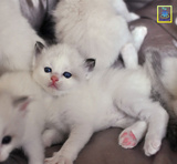 蓝家布偶猫CFA登录注册幼猫蓝双色海豹双色重点色山猫SOLD