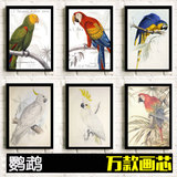 鹦鹉 鸟类动物异域情调华丽家装装饰画壁画挂画画芯餐厅咖啡馆