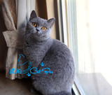 【琥珀】cfa英短蓝猫种母 澳洲血系英国短毛猫蓝猫自留种母