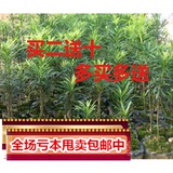 秒杀有氧常绿植物花卉 日本罗汉松树苗 净化空气 盆栽庭院均可种