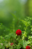 艳丽精致的野生草莓 俗称“蛇果” 平面设计素材 个性手机屏保