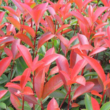 出售 花卉红色火焰*红叶石楠(纯正红罗宾）高度30-40厘米左右