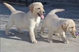 黑黄色拉布拉多犬 健康拉布拉多犬纯种幼犬家养拉布拉多导盲犬L59