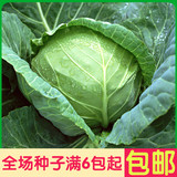 包菜/卷心菜 结球甘蓝 阳台种菜盆栽蔬菜种子 高出芽率