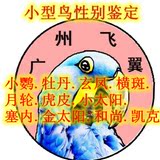 广州飞翼鸟类宠物鸟鹦鹉DNA性别鉴定，小型鸟性别鉴定特价包邮