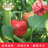 西红柿 番茄 密云农家自种西红柿番茄 现摘自然熟新鲜有机蔬菜