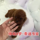 超小茶杯型泰迪犬玩具贵宾犬幼犬出售宠物狗支持淘宝正规交易流程