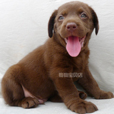 限量纯种巧克力色拉布拉多犬未做完拉拉幼犬出售188