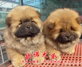 佛山松狮犬纯种幼犬出售白棕红色黑色面包脸狗狗活体宠物送货