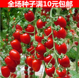 进口水果蔬菜种子圣女果种子小番茄小西红柿阳台种菜盆栽植物瓜果