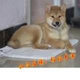 纯种秋田犬 幼犬出售 赛级双血统美系日本柴犬 健康家养宠物狗29