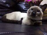 售出自家养殖暹罗猫暹罗小幼崽宠物纯种暹罗猫海豹重点色猫咪活体