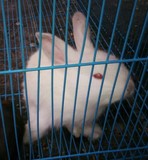 宠物兔宝宝 纯种小白兔黑兔活体 健康包活