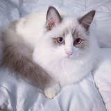 cfa注册纯种幼猫纯种猫纯种美国布偶猫海豹高白双色buou14