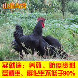 新鲜黑乌鸡可孵化蛋 受精绿壳蛋、土鸡原种种蛋（低于15个不发货)