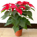 一品红圣诞花绿植盆栽办公室内桌面开花植物好养的花卉北京送货