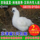 北京正宗农家散养土乌鸡 乌骨鸡 乌鸡月子鸡产后礼包活鸡现杀