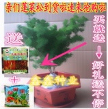 高档观叶四季长青 蓬莱松盆栽 室内桌面盆景植物 盆景