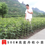 【兴梅】50-80cm高度桂花小苗/精品丹桂状元红花卉树苗庭院绿植物