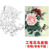 WA18高清国画牡丹花鸟工笔画白描底稿线描稿练习实物电子版打印稿