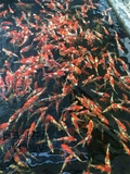 纯种日本锦鲤漂亮 各品种随机发  （活体）鱼苗  68元包邮 鱼饲料