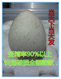 中型火鸡种蛋 中型纯种青铜火鸡蛋 受精种蛋可孵种蛋破损全额退款