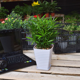 绿色植物罗汉松适合新手室内客厅桌面防辐射盆栽客厅阳台盆景花卉