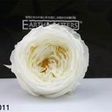 02460-011 白色 奥斯丁玫瑰  4.5cm 1朵 大地农园 永生花材批
