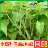 大白骨空心菜有机蔬菜种子 阳台种菜 庭院盆栽种子 雨天易种蔬菜
