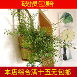 壁挂式千叶吊兰盆栽包邮 阳台室内四季常青绿植花卉盆栽 装饰植物