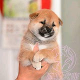 上海宠物狗纯种日本柴犬幼犬出售本地可上门