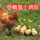 【现货】新鲜受精蛋山鸡种蛋野鸡蛋受精率高孵化小鸡苗土鸡三黄鸡