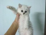 宠物猫活体金吉拉幼猫 波斯猫长毛猫银渐层金吉拉 包健康