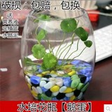 鹅蛋水养花卉花瓶 水培植物玻璃透明室内花瓶花盆 鱼缸特价包邮