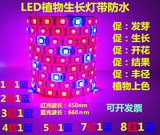LED植物补光灯带LED生长灯条补光育苗多肉植物上色滴胶防水5红1蓝