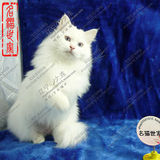 【狮猫世家】中国山东狮子猫--临清--白色--波斯系--狮猫
