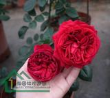 红色龙沙宝石 进口欧月苗 红龙 浓香玫瑰 盆栽月季花苗