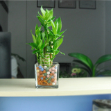 室内桌面水养植物富贵竹水养荷花竹菊花竹水培盆栽 富贵节节高
