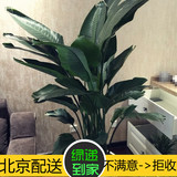 鹤望兰天堂鸟大型办公室内北京绿植花卉吸甲醛净化雾霾盆栽植物