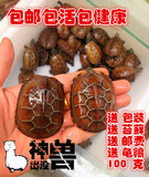 金钱龟活体宠物外塘中华草龟长寿风水龟小乌龟情侣龟金线生态龟
