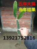 火龙果树苗盆栽包邮红心红肉火龙果苗当年结果台湾引进超甜火龙果
