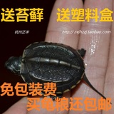 宠物活体小乌龟苗水龟中华小草龟招财龟/免包装费/2015新苗上市