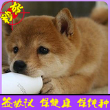 日本纯种秋田忠诚犬家养护卫犬活体幼犬出售同城可送货上门选购62
